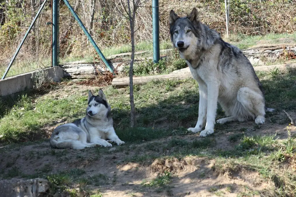 A large wolf and a smaller husky dog are in a grassy, enclosed area. The wolf is sitting, while the husky is lying down nearby. Sparse trees and a wire fence are visible in the background.