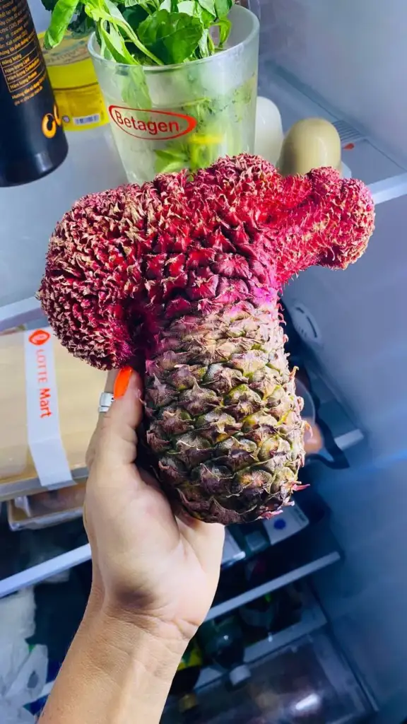 A person holds a unique, strangely shaped red and pink pineapple in front of an open refrigerator filled with various items.