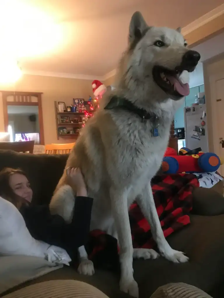 A large dog sits on a couch, towering over a person lying underneath it. The person appears to be smiling, partially covered by a blanket. In the background, there is a TV, Christmas tree, and kitchen area.