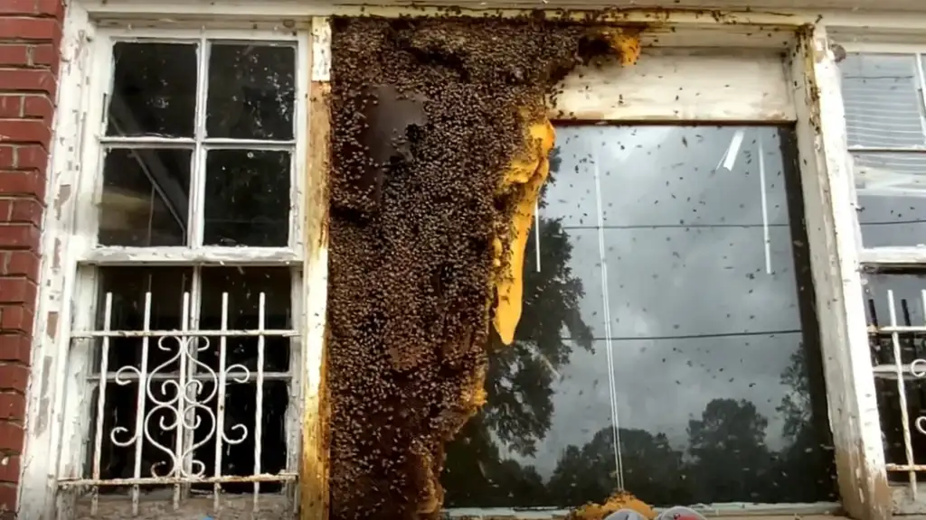 A large swarm of bees and honeycomb covers a section of an exterior window on a brick building. The window has white frames and metal grilles, and the background shows trees reflecting in the glass.