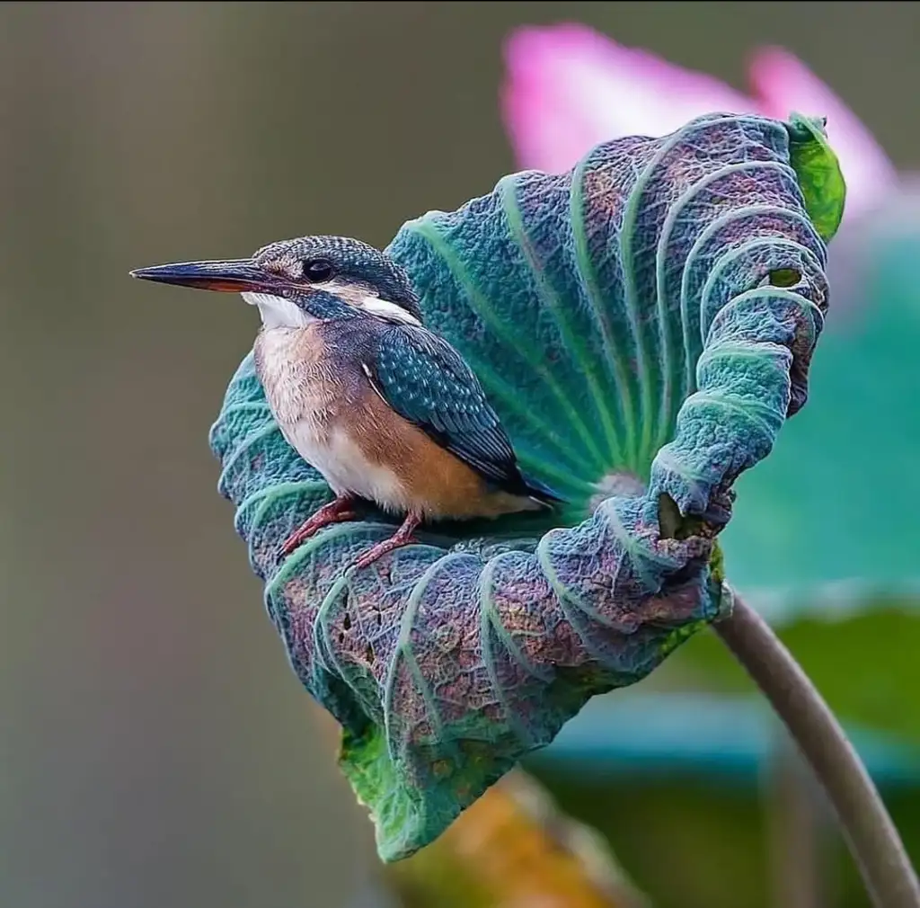 A small bird with vibrant blue and brown plumage sits on a large, curled green leaf. In the blurred background, there's a hint of pink from a flower.