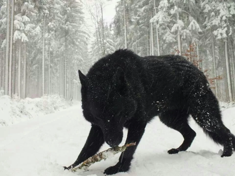 A large black wolf stands in a snowy forest, holding a stick in its mouth. Snow-covered trees line the pathway, and snowflakes gently fall, adding to the serene and wild winter scene.