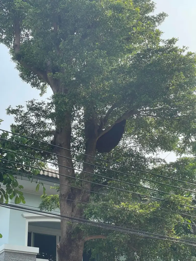 A large beehive hangs from a tree branch in a residential area, above electric wires. The tree is lush and green, and a house with a white wall and tiled roof is visible in the background.