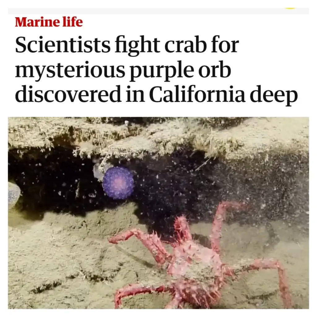 A red crab is shown near a mysterious purple orb on the seafloor. The image is accompanied by a headline: "Marine life: Scientists fight crab for mysterious purple orb discovered in California deep.