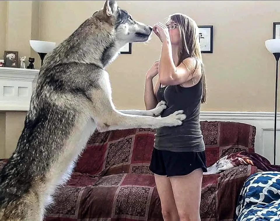 A large dog standing on its hind legs places its front paws on a woman in a living room. The woman, wearing a tank top and shorts, looks surprised as she faces the dog. A sofa and a lamp are seen in the background.