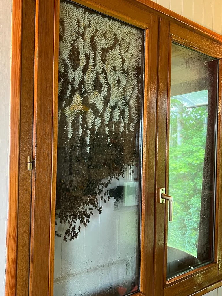 A large beehive with many bees is attached to the inside of a glass window. The wooden frame of the window is visible, and the outside view shows greenery.