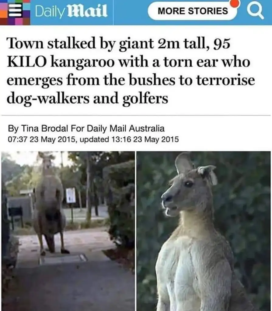 Screenshot of a news article headline. The headline describes a town being stalked by a giant 2m tall, 95-kilo kangaroo with a torn ear that terrorizes dog-walkers and golfers. Images show the kangaroo standing tall and close-up.