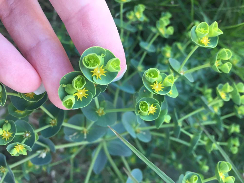 Close-up of a person's fingers holding a cluster of small, green Euphorbia flowers. The flowers have tiny yellow centers and are surrounded by lush green foliage in a natural outdoor setting.