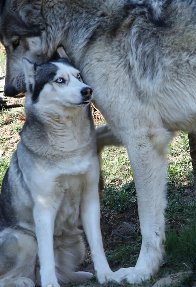 A husky with striking blue eyes sits on the grass, looking upward, partially obscured by another larger dog facing away. The scene is shaded, with sunlight filtering through trees in the background.