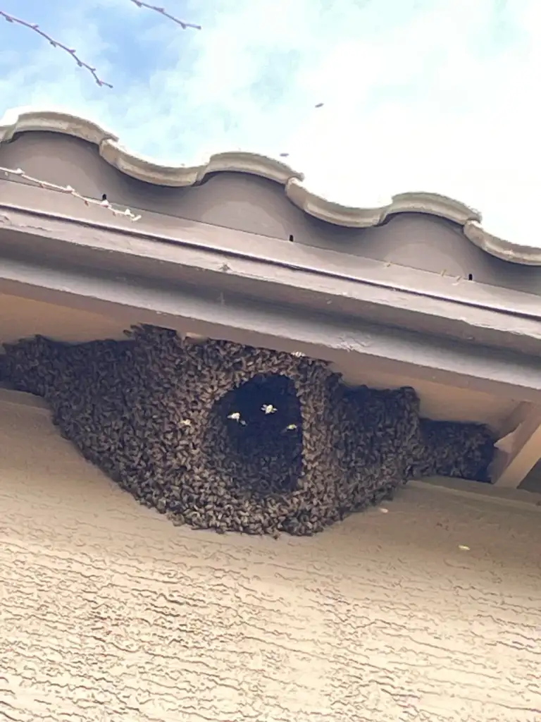 A large swarm of bees has formed a hive under the overhang of a tiled roof on a beige stucco building. The hive exhibits a natural beehive shape, with bees actively clustering around the entrance.