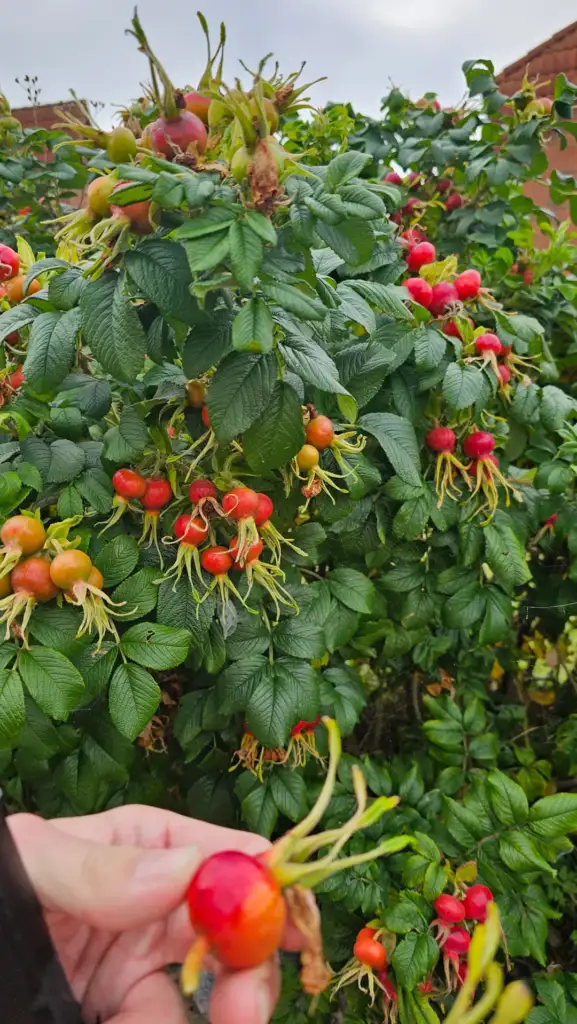 A bush with numerous ripe and unripe rose hips, featuring red and orange berries with green foliage. In the foreground, a hand is holding a bright red rose hip. The background shows dense greenery.