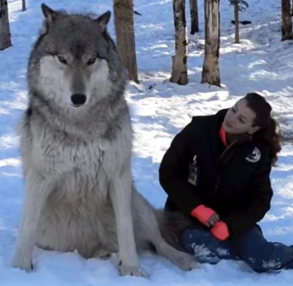 A large, gray wolf sits in snow next to a person wearing a black jacket with a patch. The person kneels, looking at the wolf, surrounded by snow-covered trees in the background.