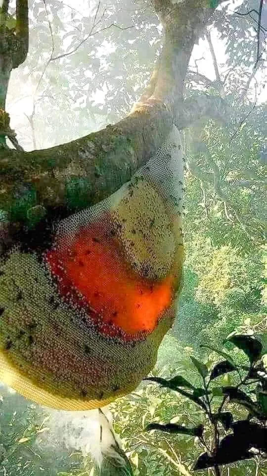 A large, colorful beehive hangs from a tree branch in a forest. The hive displays a gradient of red, orange, and yellow hues, illuminated by sunlight filtering through surrounding leaves.