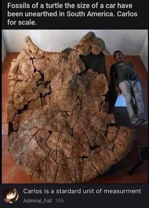 A large fossilized turtle shell is displayed on the floor. A person lies beside it for size comparison, illustrating its massive scale. A caption jokes about using "Carlos" as a standard unit of measurement.