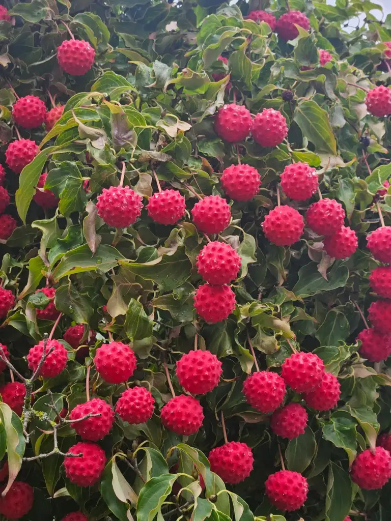 A tree with dense, green leaves is covered in clusters of round, spiky, bright red fruits. The fruits stand out vividly against the foliage.