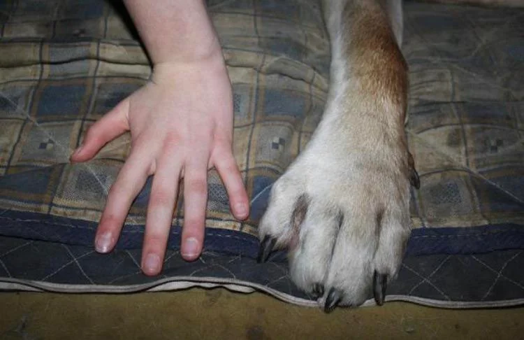 A human hand placed next to a large dog's paw on a checkered fabric surface, highlighting the size difference between them.