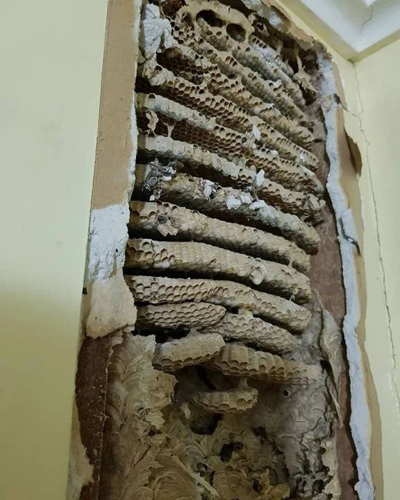 Exposed section of a wall reveals a large, intricate wasp nest with layered, swirling patterns. The surrounding wall is partially broken, showing the nest's detailed structure.