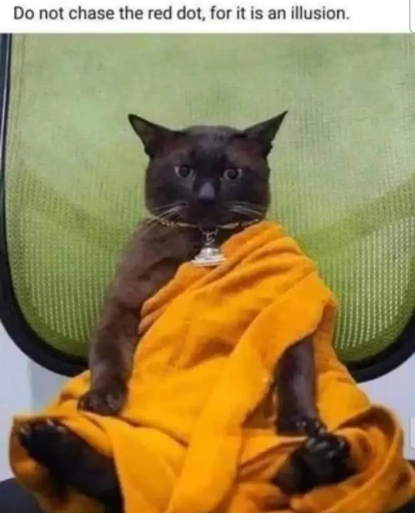 A black cat is sitting upright on a green chair, wrapped in an orange robe. It has a serious expression and is wearing a small silver pendant. Text above reads, "Do not chase the red dot, for it is an illusion.