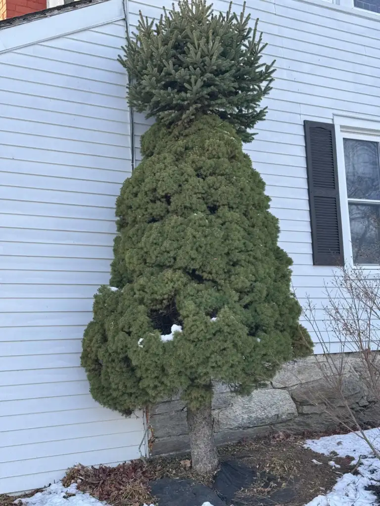 An unusual tree with a dense, bushy lower half and a sparse, rounded top stands against a house with white siding and a window with black shutters. Snow and dry leaves are visible on the ground.