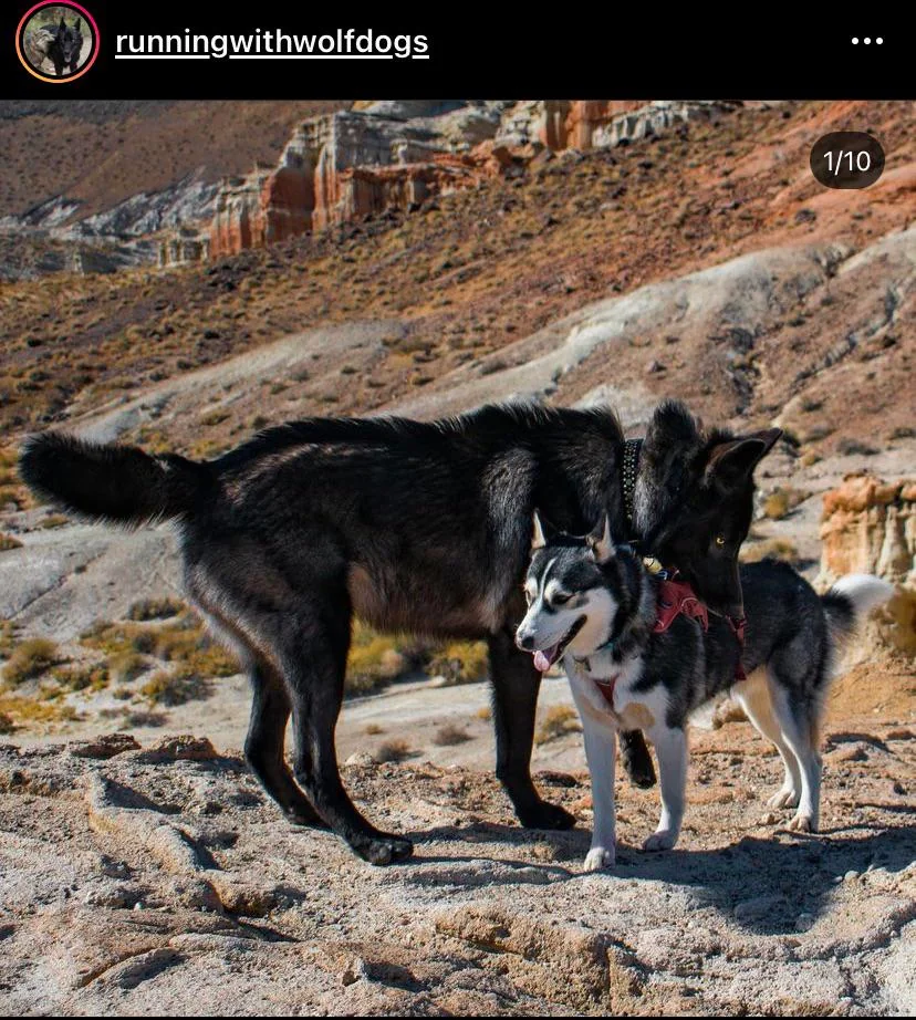 Two dogs stand together in a rugged desert landscape. One is large and black, while the other, smaller dog has black and white markings and wears a harness. Rocky hills and sparse vegetation can be seen in the background.