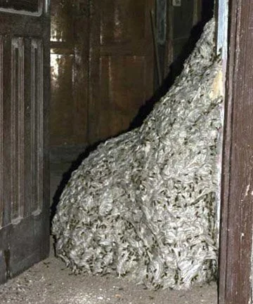 A large, twisted mass resembling a hornet's nest fills a doorway in an old wooden room, with the door partially open. The intricate texture of the nest contrasts with the smooth, dark wood of the door and walls.