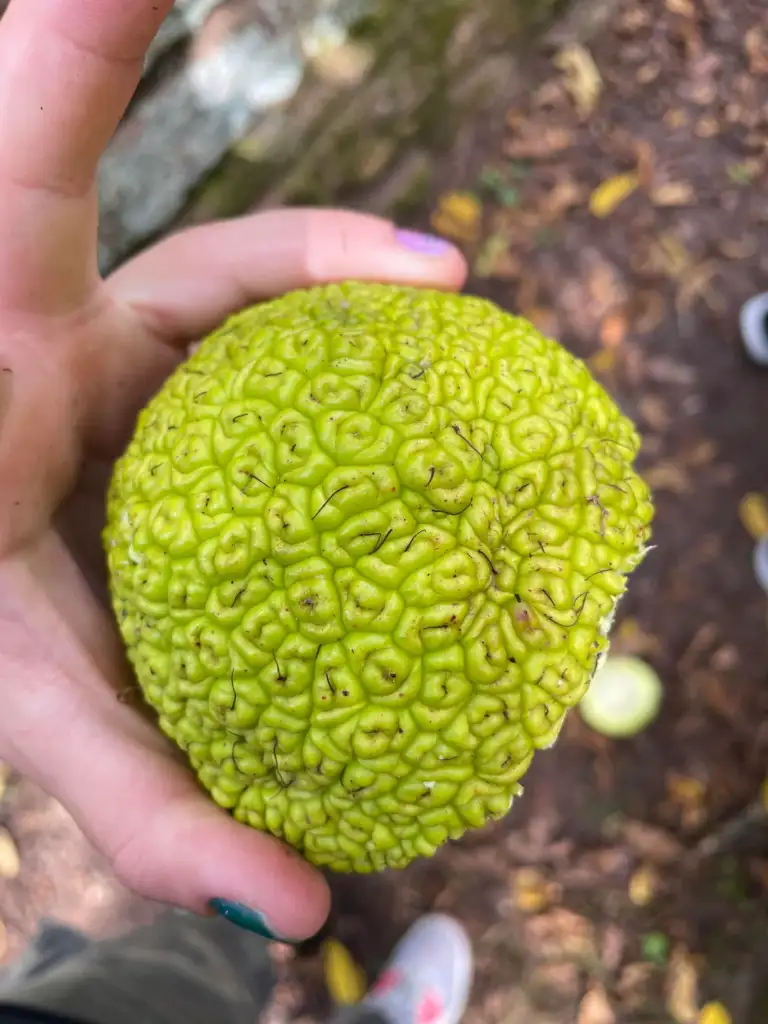 A person holds a bright green, textured fruit resembling a brain. The fruit is round with a rough, bumpy surface. The background shows scattered leaves and a dirt path.