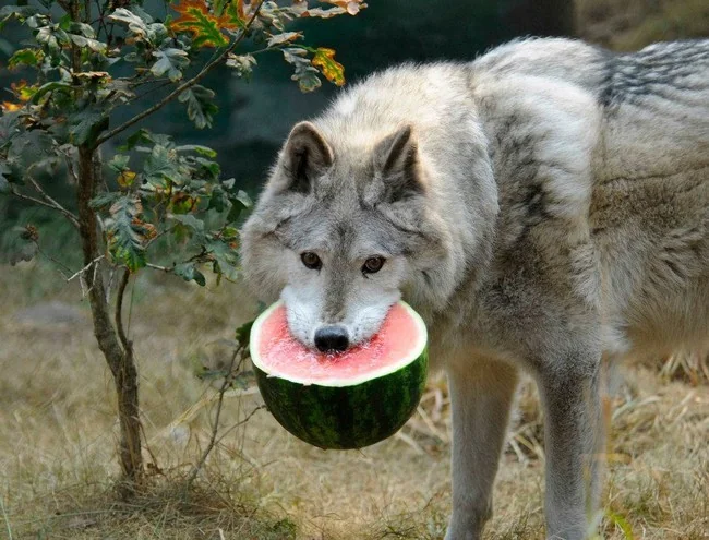 A wolf is standing outdoors with a large slice of watermelon in its mouth. There are trees and dry grass surrounding the wolf, creating a natural setting.