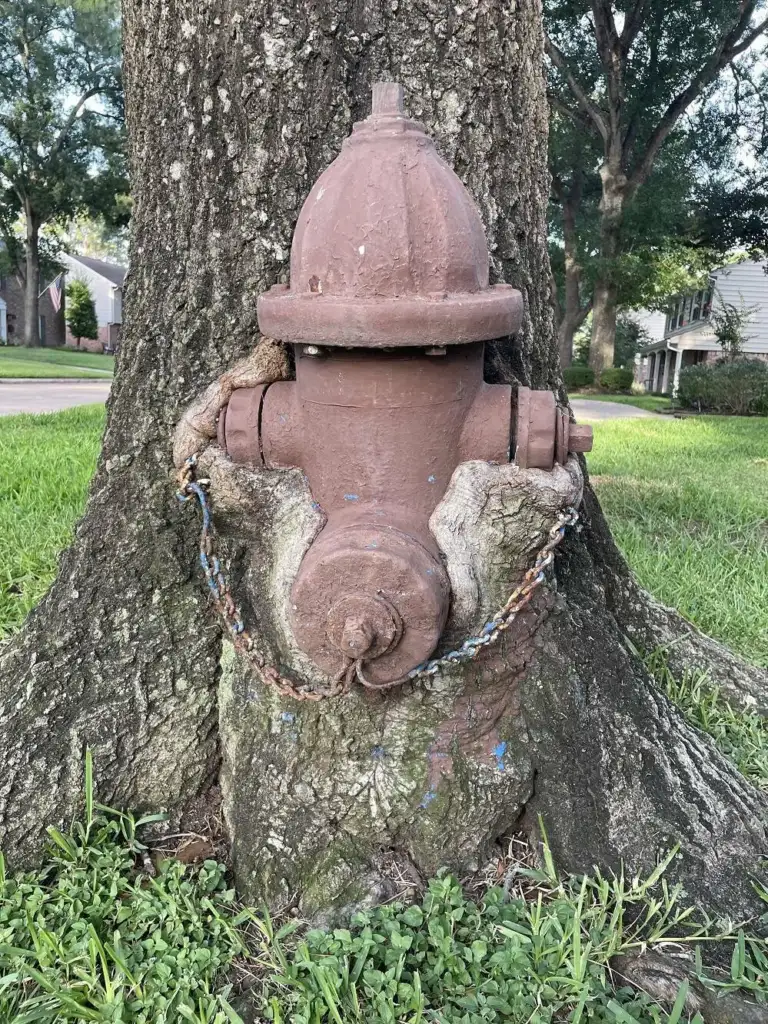 Unsettling Photos of Trees devouring things - Tree wrapping itself around a fire hydrant