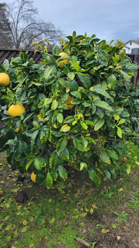 A lush green citrus tree in a garden, heavily laden with large yellow fruits, possibly grapefruits or lemons. The surrounding ground is covered in grass and fallen leaves. A wooden fence and a house are visible in the background.