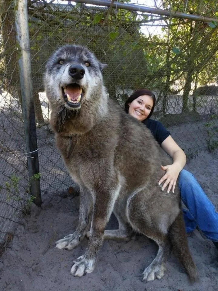 A person smiling and sitting behind an extremely large, fluffy animal that resembles a wolf. The animal is sitting on the ground inside a fenced area, looking toward the camera. The scene is outdoors with trees in the background.