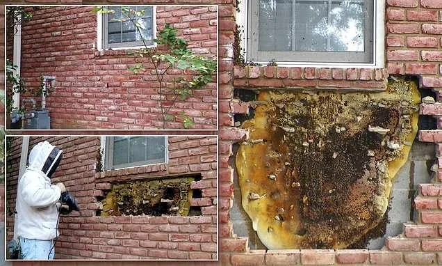 A brick wall with part removed, revealing a large honeycomb. A person in protective gear is extracting the honeycomb. Two smaller images show the wall before the removal and a closer view of the honeycomb.