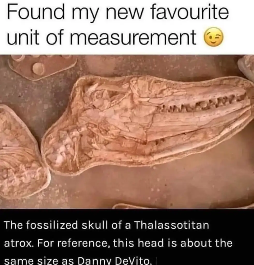 Image of a fossilized skull of a Thalassotitan atrox with text above it saying, "Found my new favourite unit of measurement 😉" and below, "The fossilized skull of a Thalassotitan atrox. For reference, this head is about the same size as Danny DeVito.