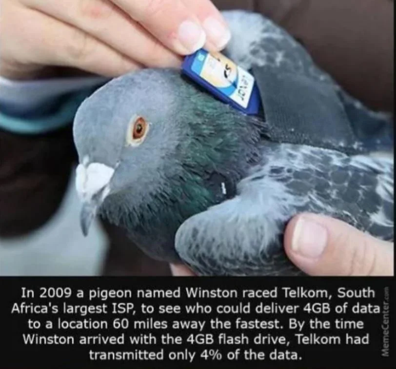 A pigeon carrying a small flash drive on its back. Text below explains an experiment from 2009 where Winston the pigeon raced against an ISP to deliver 4GB of data over 60 miles. Winston, carrying the drive, completed the task faster than the ISP.