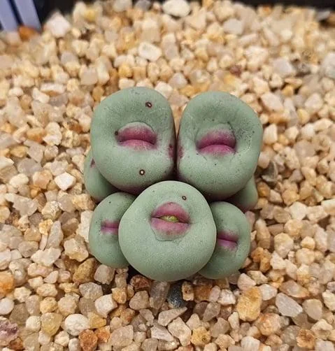 A cluster of small, round succulents on a gravel surface. The succulents are green with pinkish-purple centers, resembling small lips or stones.