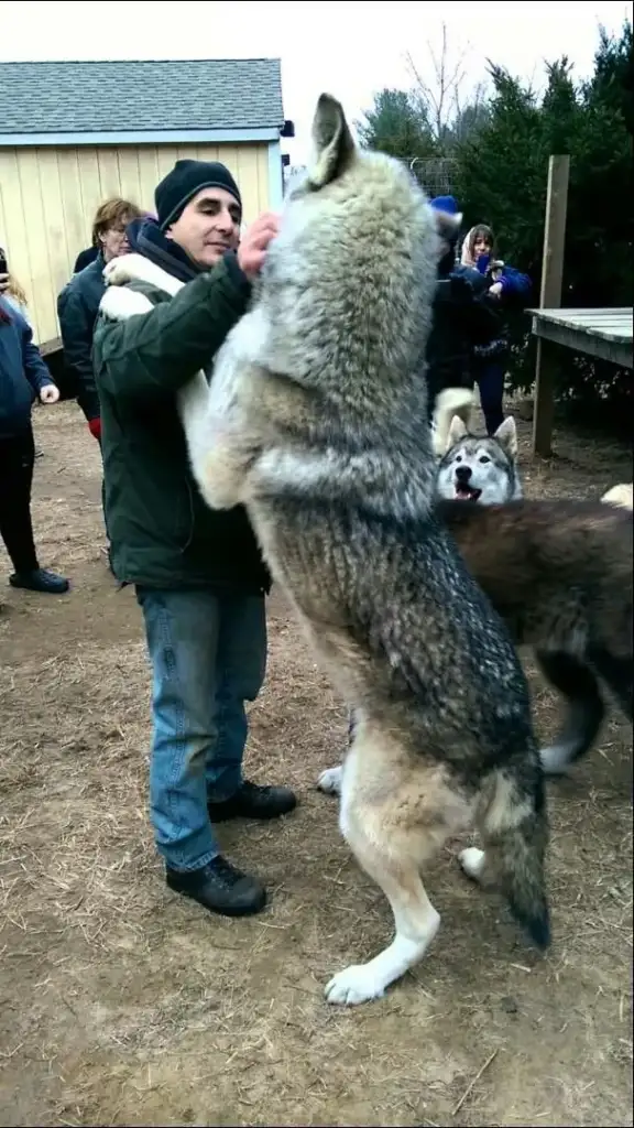 A person dressed in winter clothing stands facing a large wolf-like dog that's standing on its hind legs, reaching up towards the person. Other people and similar dogs are in the background, creating a lively outdoor scene.