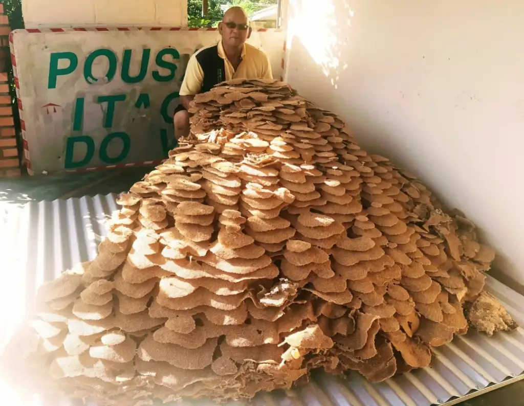 A person sits next to an enormous, layered termite nest displayed on a corrugated metal sheet. In the background, there's a partially obscured sign with green and red text. The scene is lit by natural sunlight.