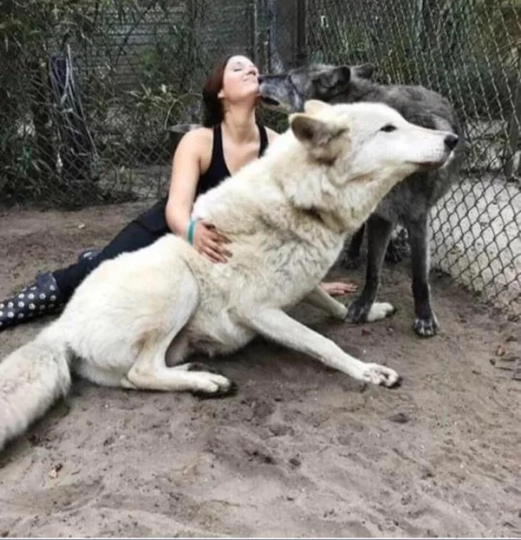 A person sits on the ground next to a large white dog and a darker dog in a fenced area. The white dog is sitting, while the darker dog playfully licks the person's face. The setting appears to be outdoors.