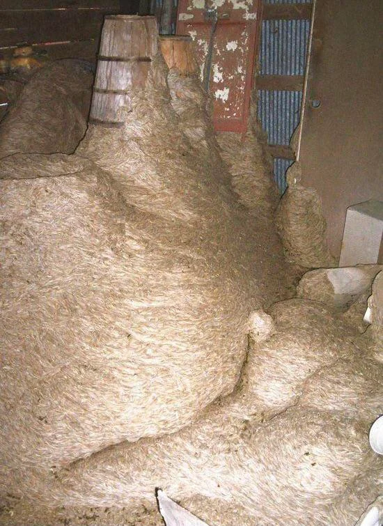 An enormous wasp nest covers a room's floor and walls, built around furniture and objects. The nest's intricate texture is grayish-brown, with a fibrous appearance, dominating the indoor space.