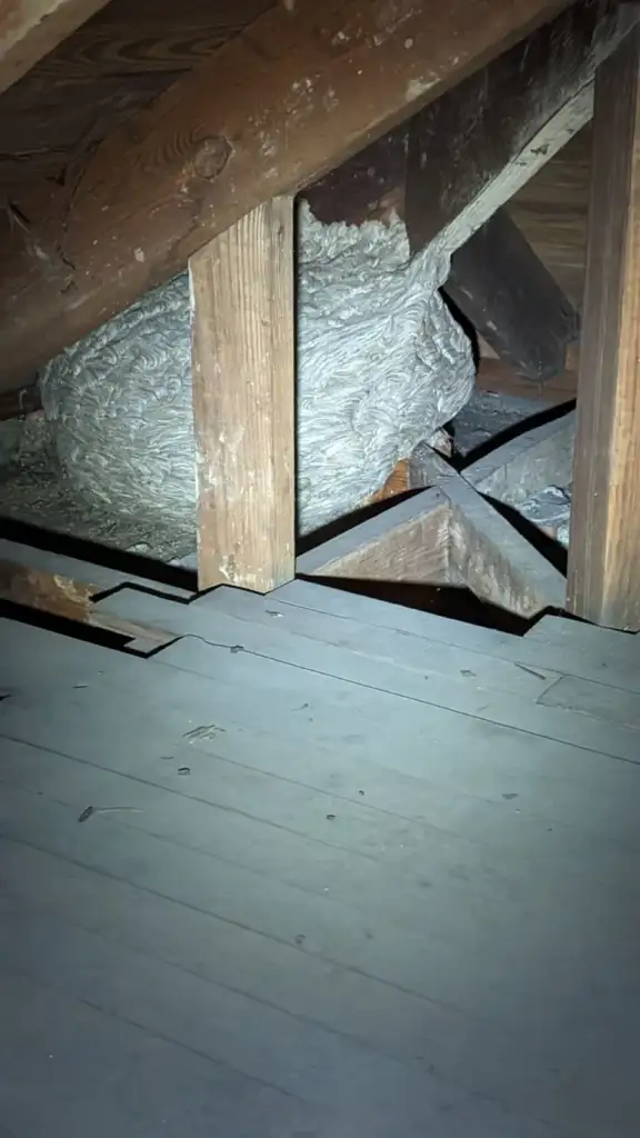 A large wasp nest is attached to wooden beams in a dimly lit attic. The nest is papery and gray, surrounded by the attic's wooden framework.