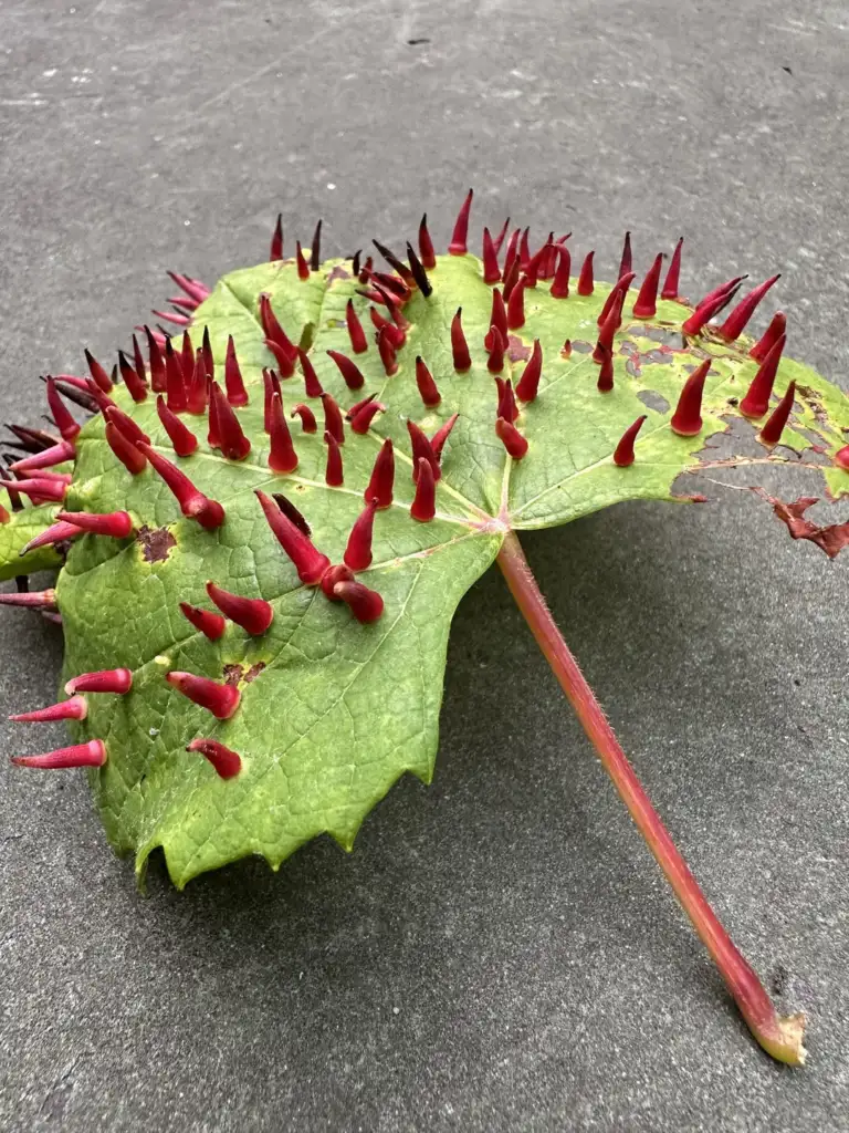 A green leaf with red, spiky protrusions scattered across its surface lies on a gray concrete ground. The leaf's stem is attached, and the protrusions vary in size, giving the leaf an unusual, textured appearance.