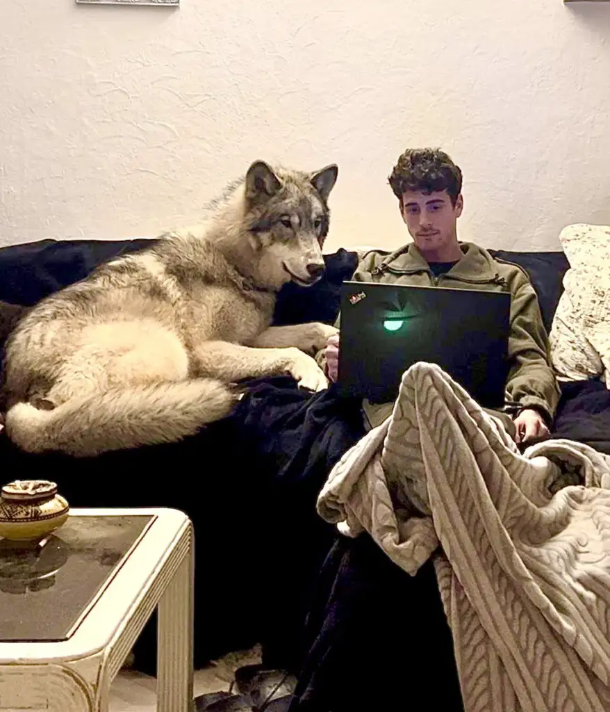 A large, fluffy dog is lounging on a couch next to a person who is focused on a laptop. The person is wrapped in a blanket, seated comfortably, with a small table nearby.