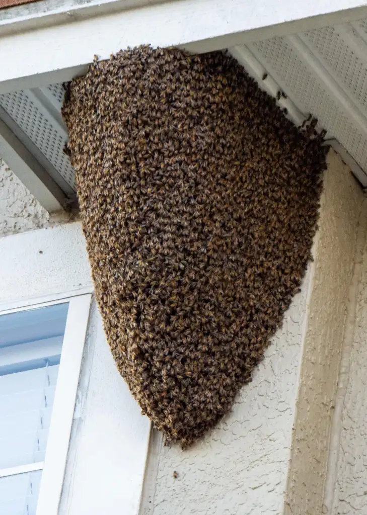 A large swarm of bees huddled together, hanging from the underside of a building's overhang near a window, forming a dense, teardrop-shaped cluster.