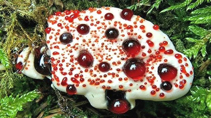 A white fungus, known as the bleeding tooth fungus, features vibrant red droplets on its surface, resembling blood. It's surrounded by green moss, creating a striking contrast in the natural setting.