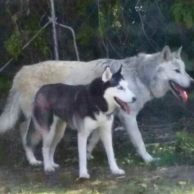 A husky and a large white wolf walking side by side on grass, with trees in the background. Both have their mouths open and tongues out, appearing relaxed and focused.