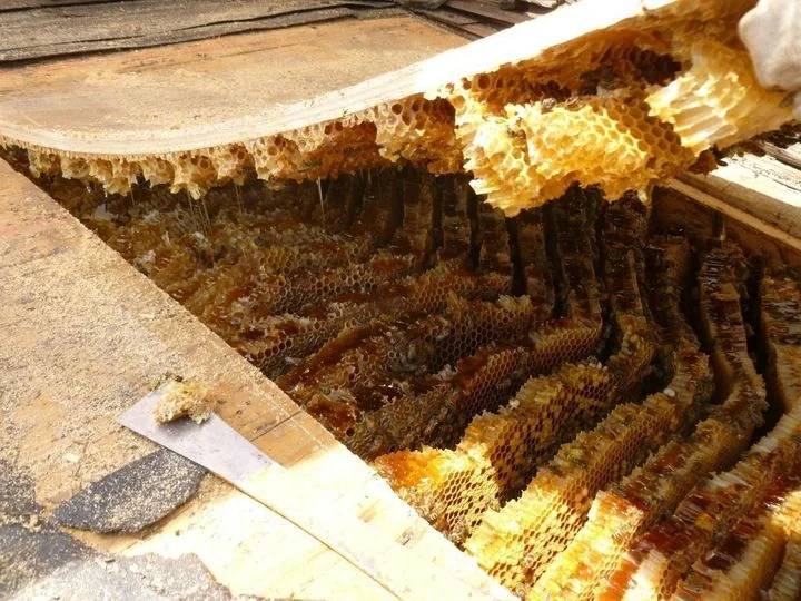 A large beehive is exposed under a wooden structure. Layers of honeycomb filled with honey and beeswax are visible, illuminated by sunlight. The hive's intricate patterns and golden colors stand out against the wooden background.