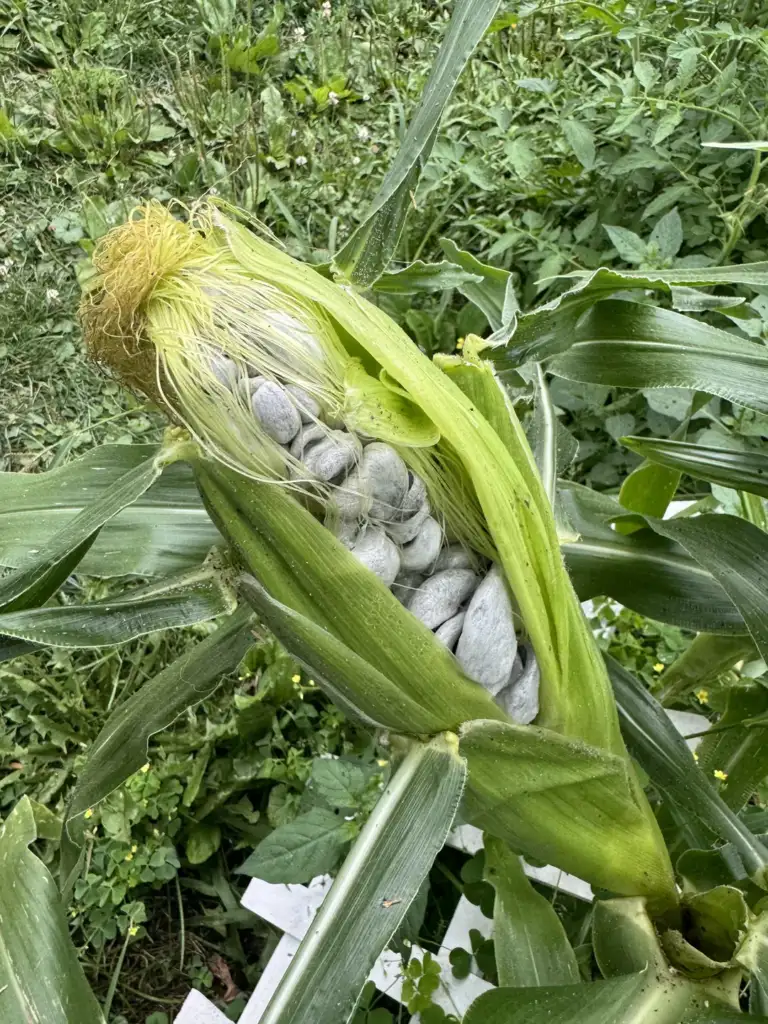 A corn cob with its husk partially peeled back, revealing grayish-blue kernels affected by corn smut. The plant is surrounded by green leaves and grass.