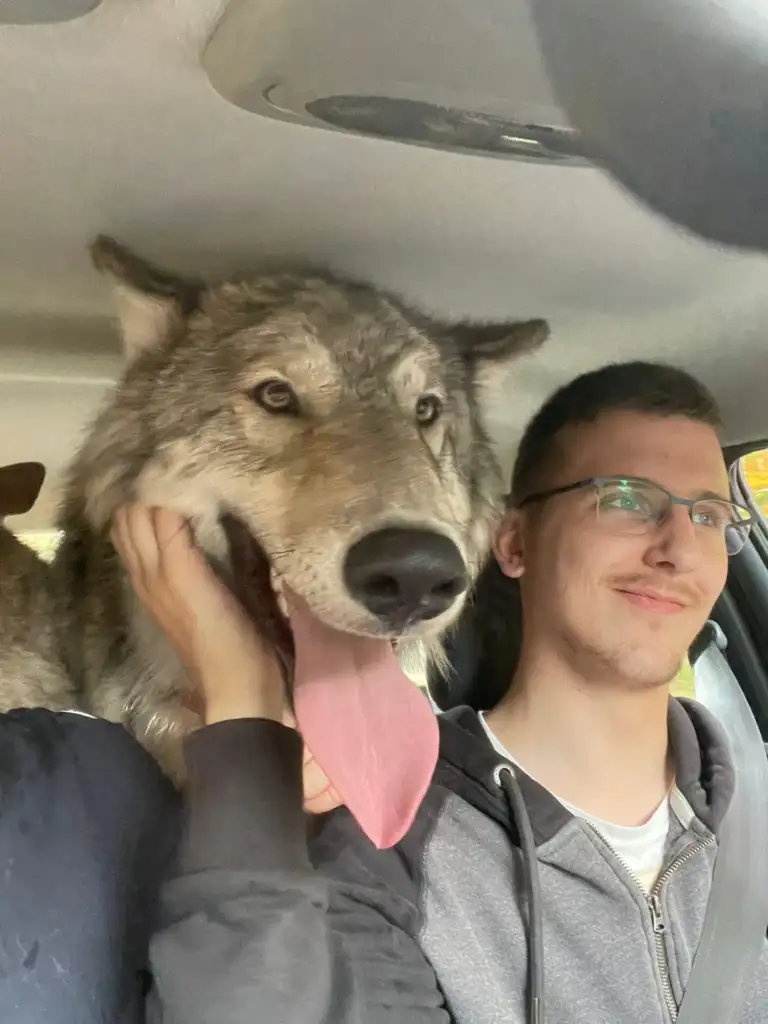 A large wolf-like dog with its tongue out sits in the backseat of a car, next to a person wearing glasses and a hoodie, who is sitting in the front passenger seat and smiling. The dog's head is leaning forward near the person's shoulder.