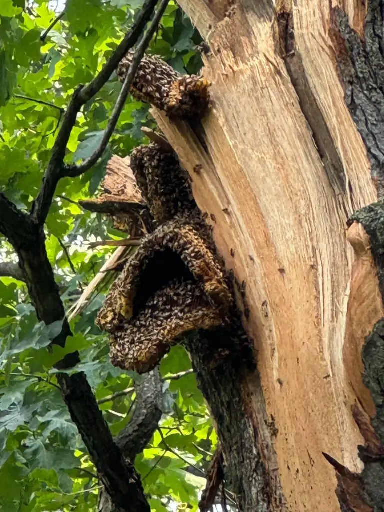 A large swarm of bees occupies a hive built into a split in a tree trunk. The hive is surrounded by lush green leaves and branches, showing a natural setting.