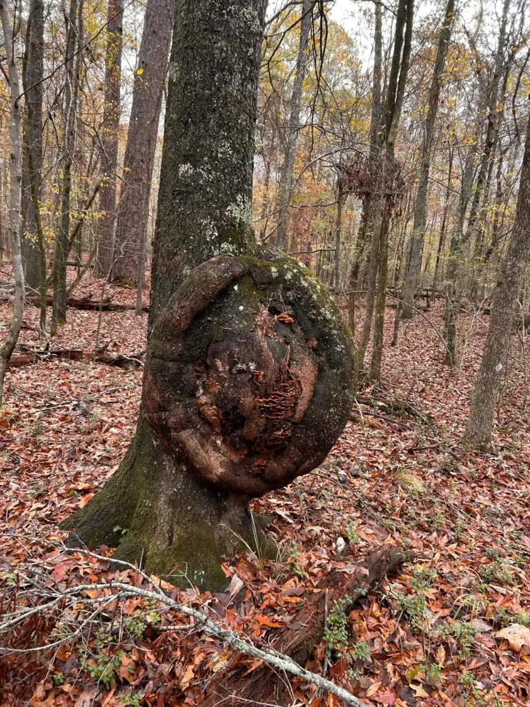 A large, bulbous growth on the trunk of a tree in a forest. The surrounding area is covered with fallen autumn leaves in shades of brown and orange. Bare trees in the background with scattered leaves.