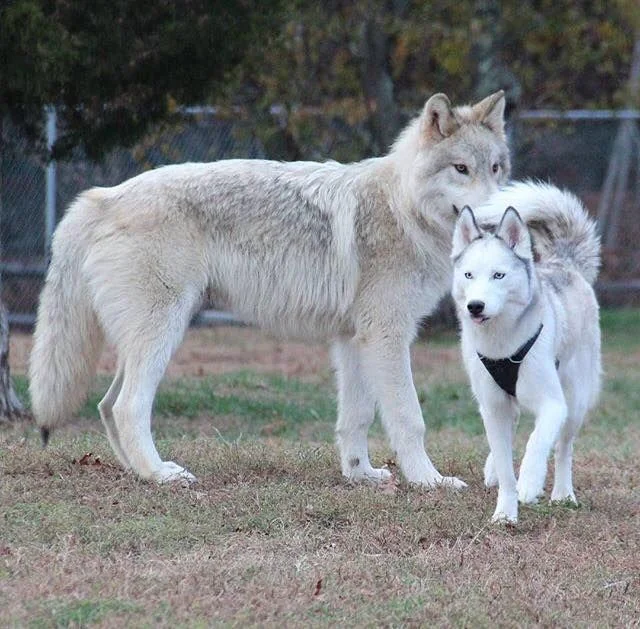 A large fluffy canine stands next to a smaller husky with a harness in an outdoor setting. The background includes trees and a fence. Both animals have thick fur, with the husky displaying a noticeable tail curl.